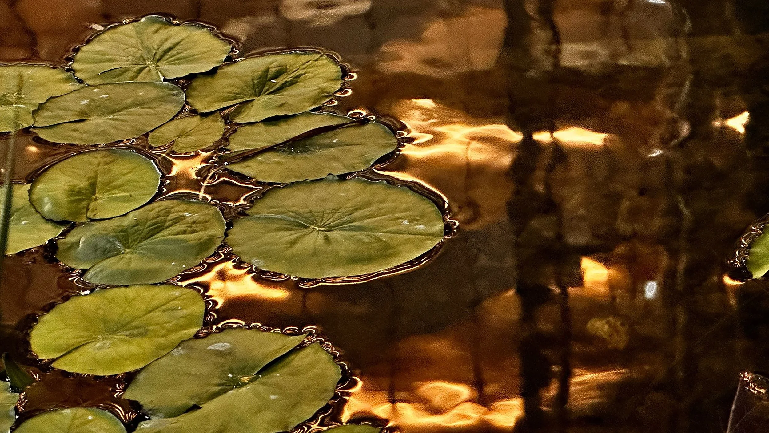 לילה מוזהב 1.jpg