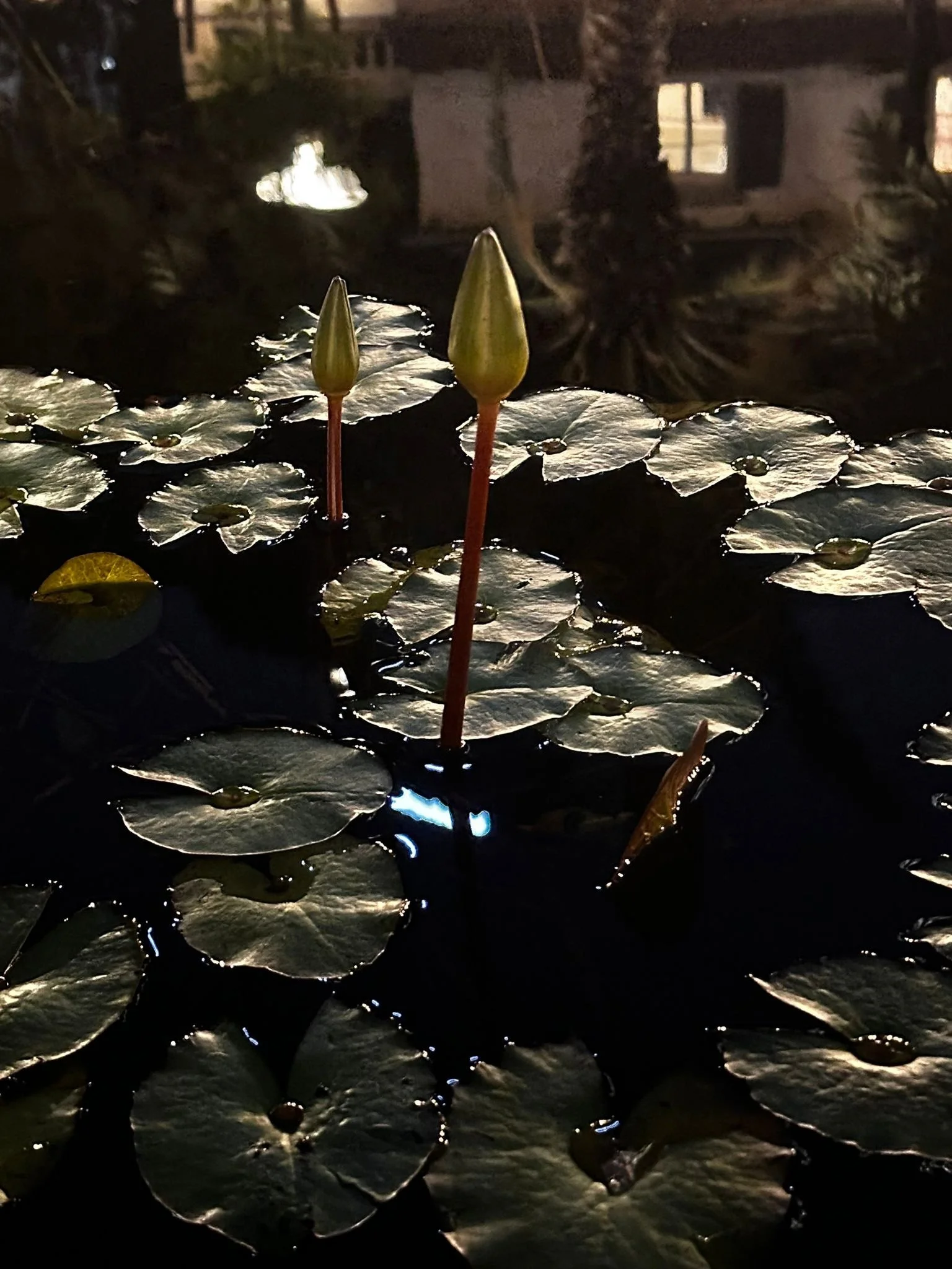 תמונה לבדיקה 3.jpg