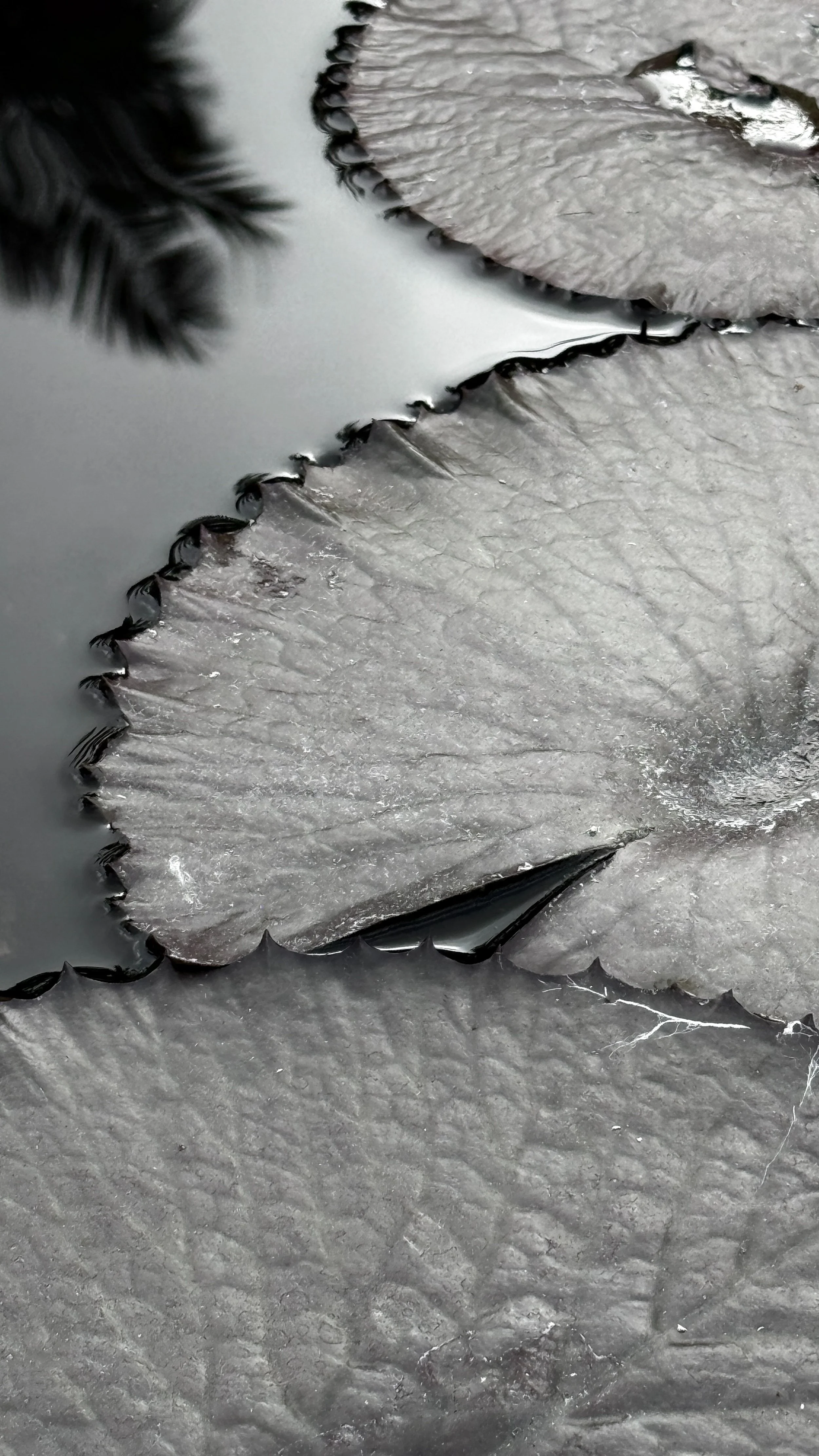 עלים מונוכרומטי 500 2.jpg