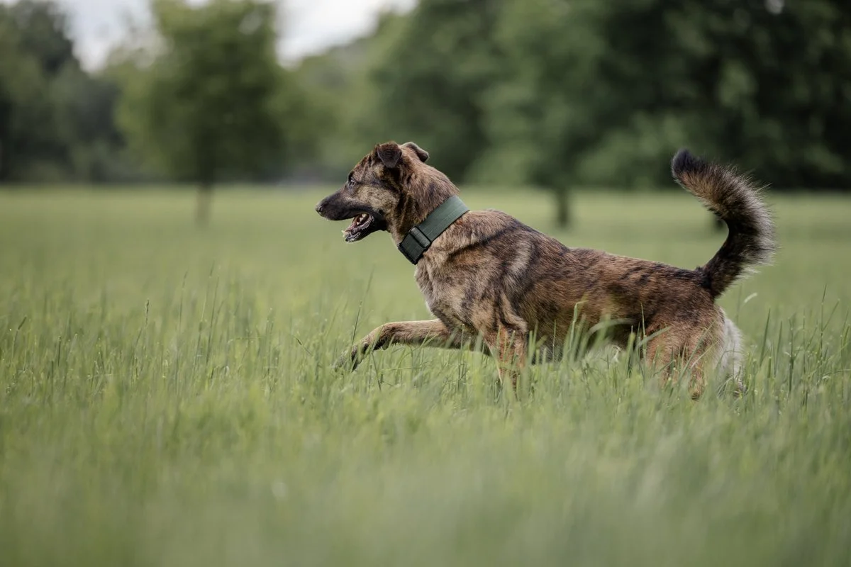 Ein brauner Hund läuft durch hohes Gras in einer grünen Landschaft, trägt ein schwarzes Halsband.