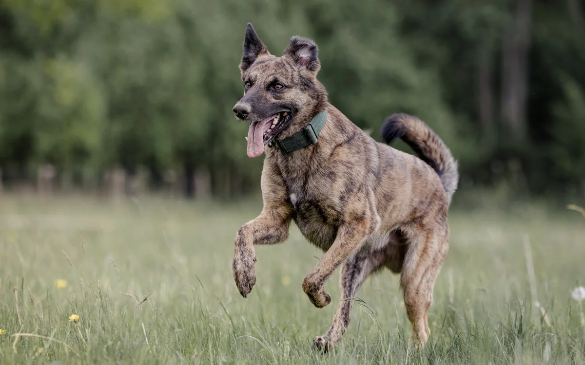 Ein spielender Hund in einem grünen Feld mit Bäumen im Hintergrund.
