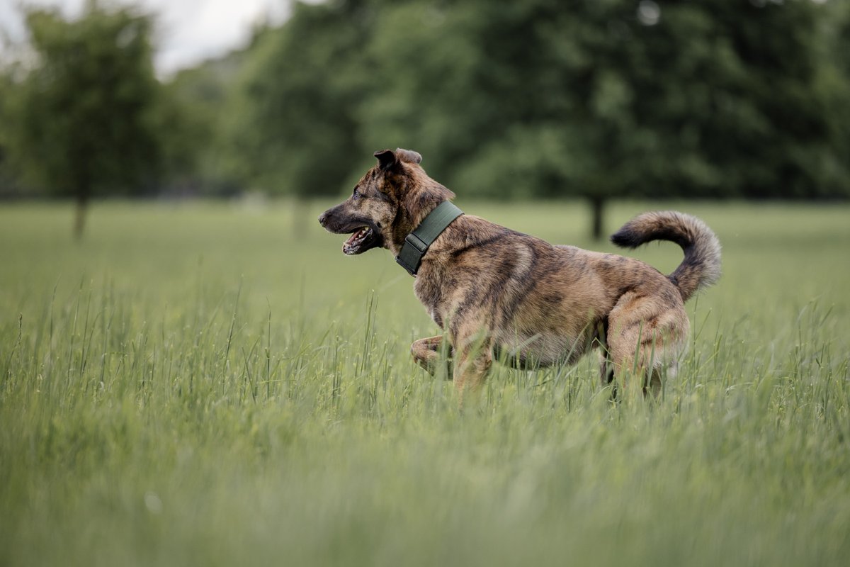 Ein Hund läuft in einem grünen Feld mit Bäumen im Hintergrund.