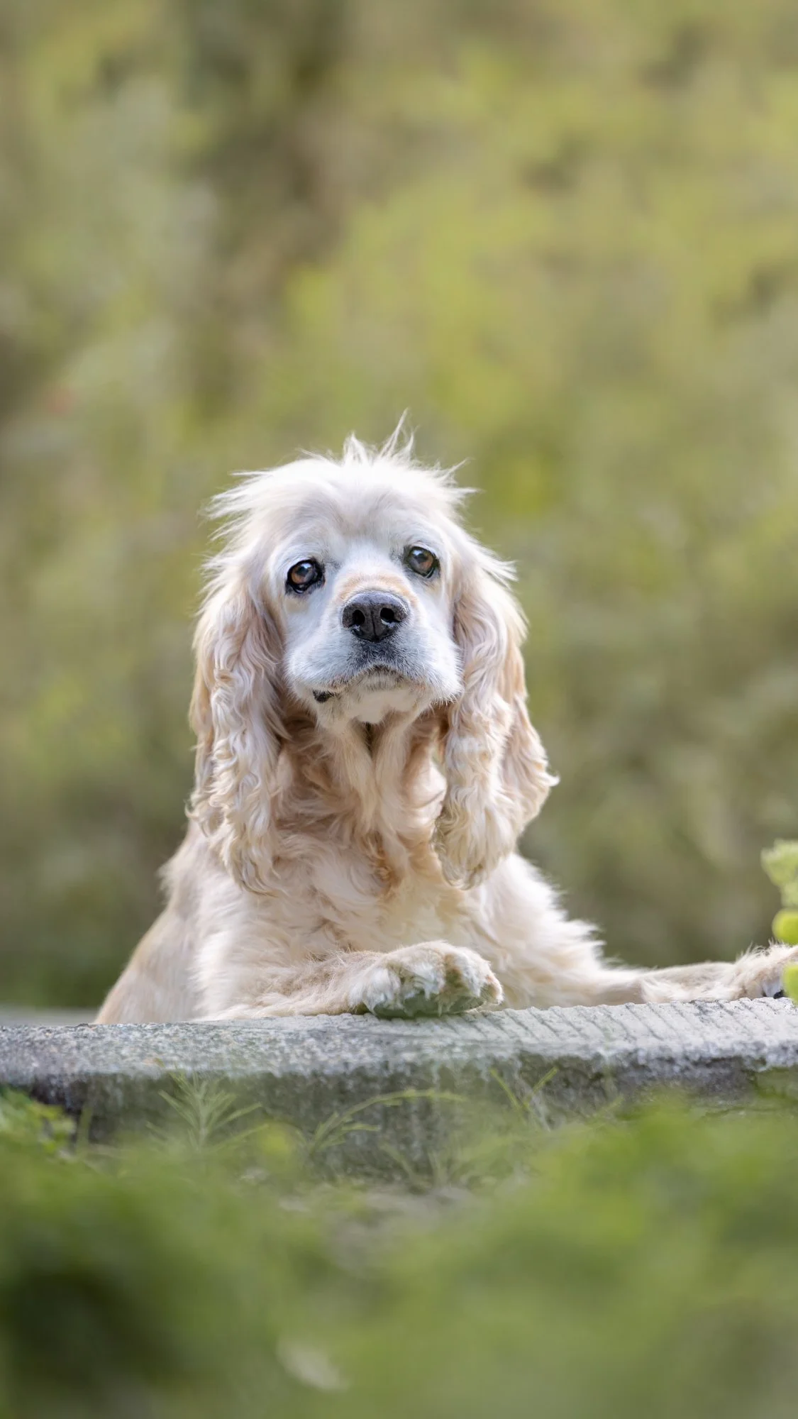 Ein liegender golden-weißer Cocker Spaniel im Wald, blickt direkt in die Kamera.