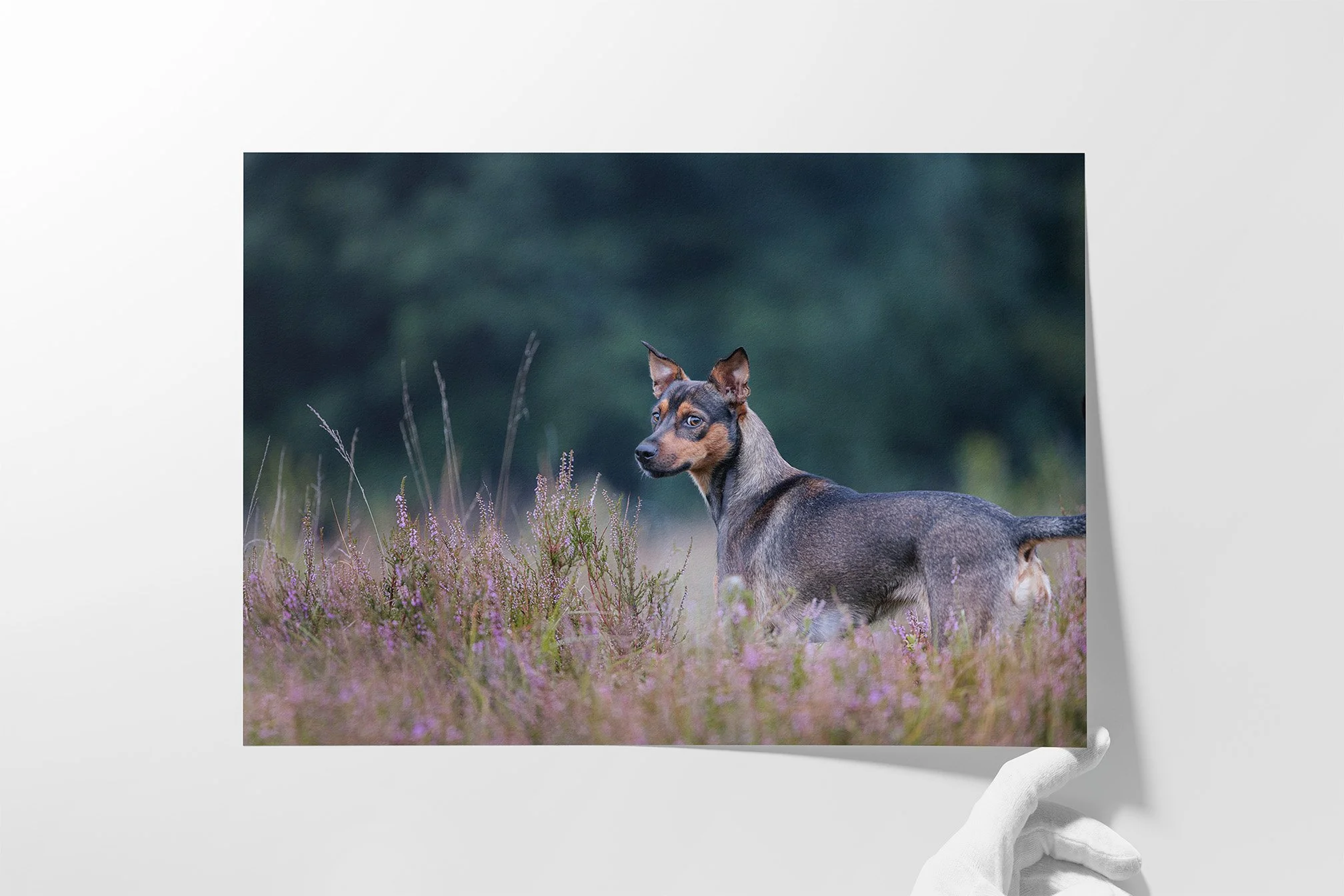 Ein Hund steht in einem Feld mit Gräsern und kleinen Blumen, im Hintergrund ist ein dunkler Wald.