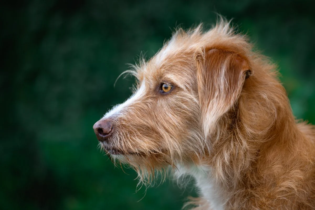 Nahaufnahme eines braunen Hundes mit goldenfarbenen Augen und wuscheligem Fell, Blick nach links, unscharfer grüner Hintergrund.
