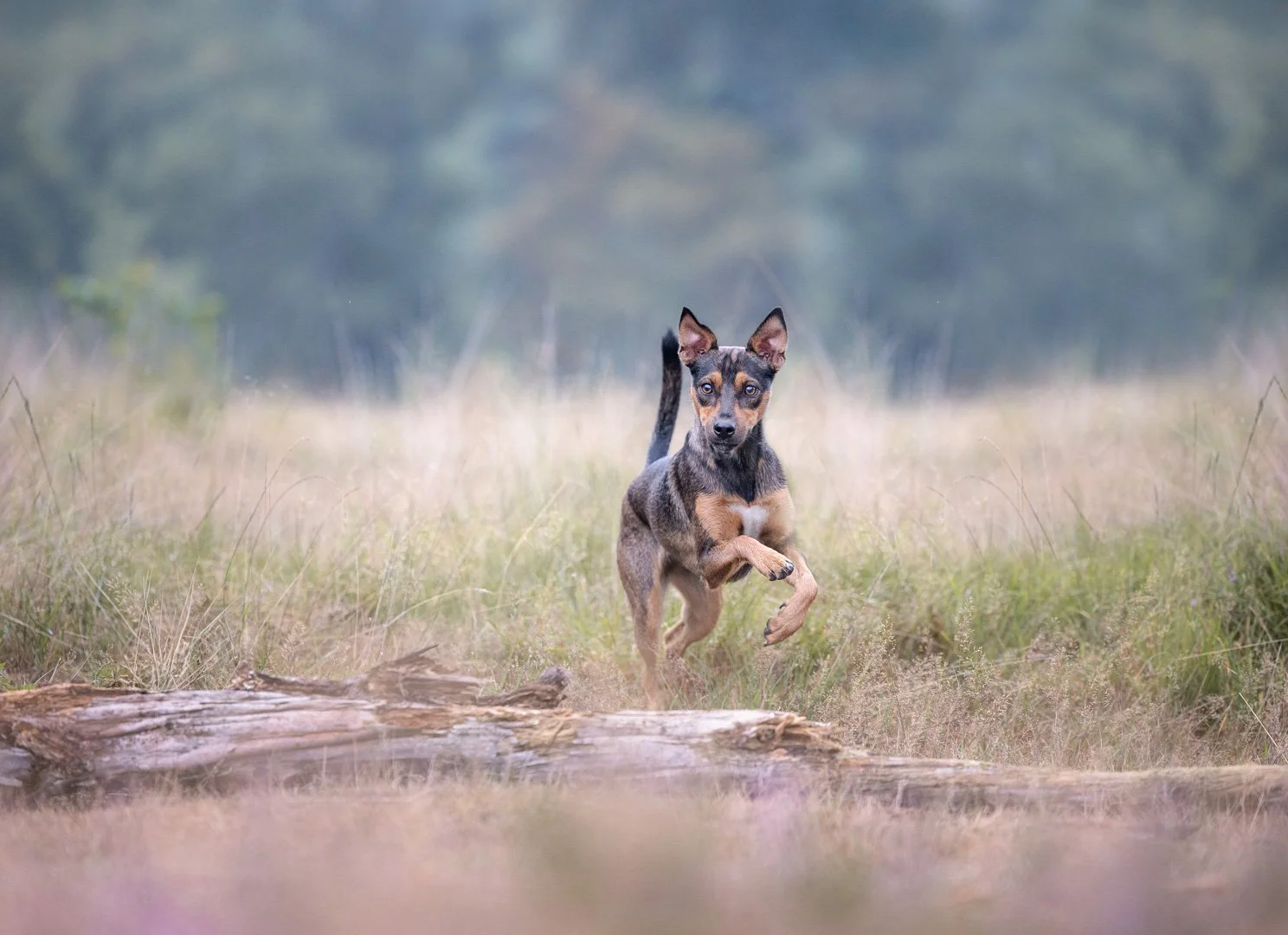 Ein junger Hund läuft durch eine Wiese im Freien.