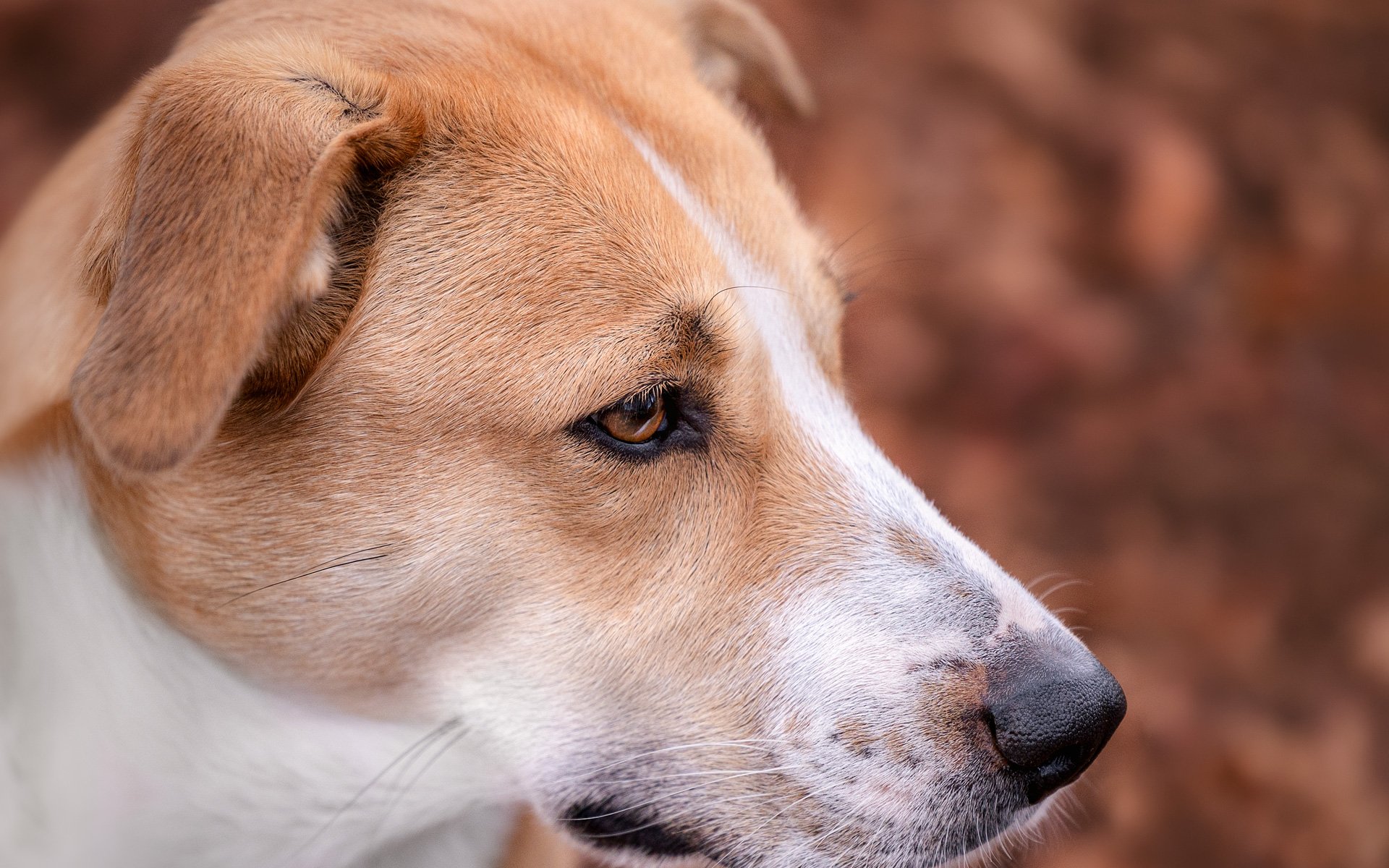 Nahaufnahme eines Hundes mit braunem und weißem Fell, der nach rechts schaut, vor einem braunen Hintergrund.