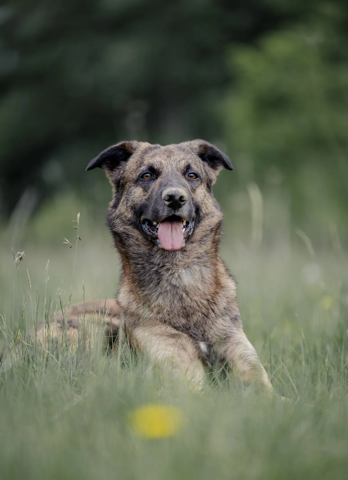 Hund liegend im Gras, Schmetterling im Vordergrund.