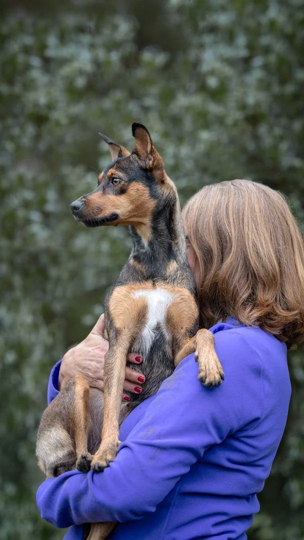 Frau hält einen kleinen, braun-schwarzen Hund mit spitzen Ohren vor einem unscharfen grünen Hintergrund.