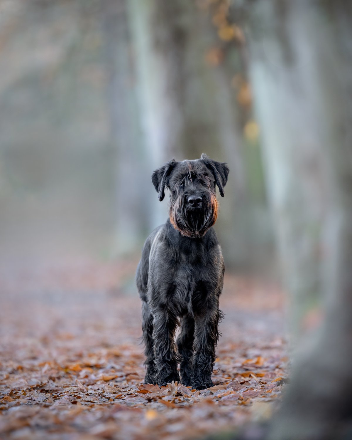 Schwarzer Hund mit langen Barthaaren steht auf einem mit Laub bedeckten Waldboden, Bäume im Hintergrund.