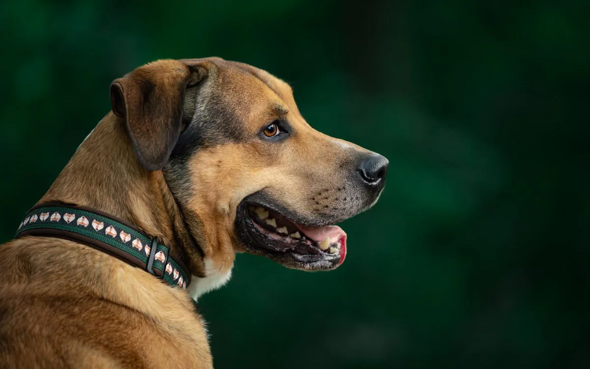 Seitliche Aufnahme eines braunen Hundes mit schwarzer Maske und offener Schnauze gegen grünen Hintergrund.