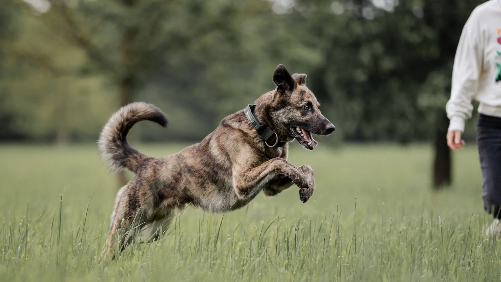 Ein Hund läuft auf einer grünen Wiese neben einer Person, im Hintergrund Bäume, bei Sonnenwetter.