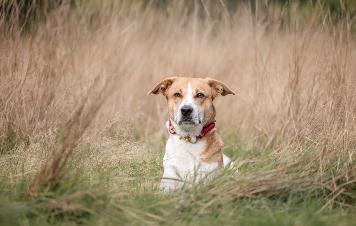 Ein brauner und weißer Hund mit einer roten Halsband sitzt in einem Grasteichland, blickt in die Kamera.