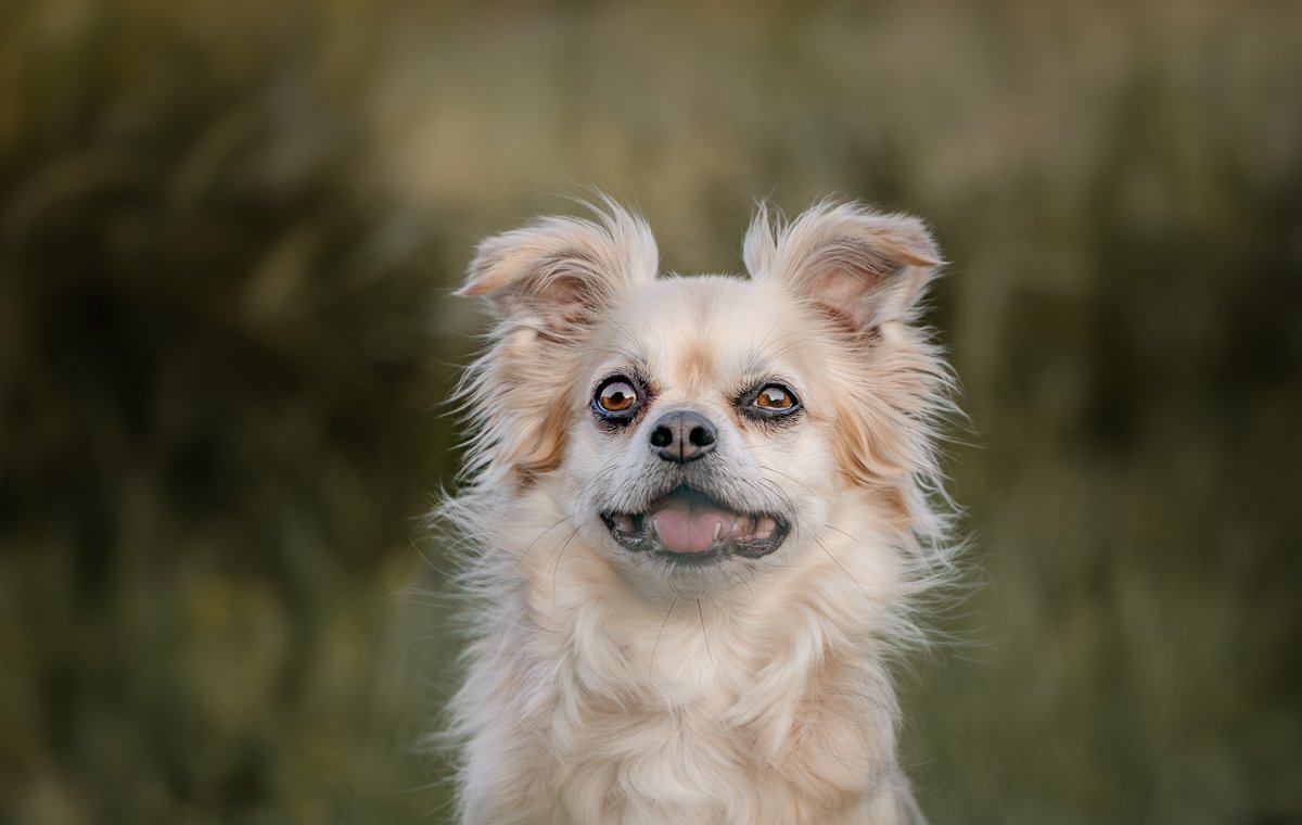 Ein glücklicher Hund mit lockigem Fell in der Natur.