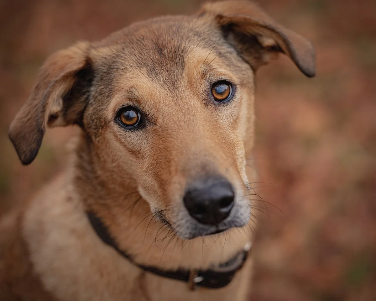 Nahaufnahme eines braunen Hundes mit blauen Augen, Blick in die Kamera, im Hintergrund unscharf.