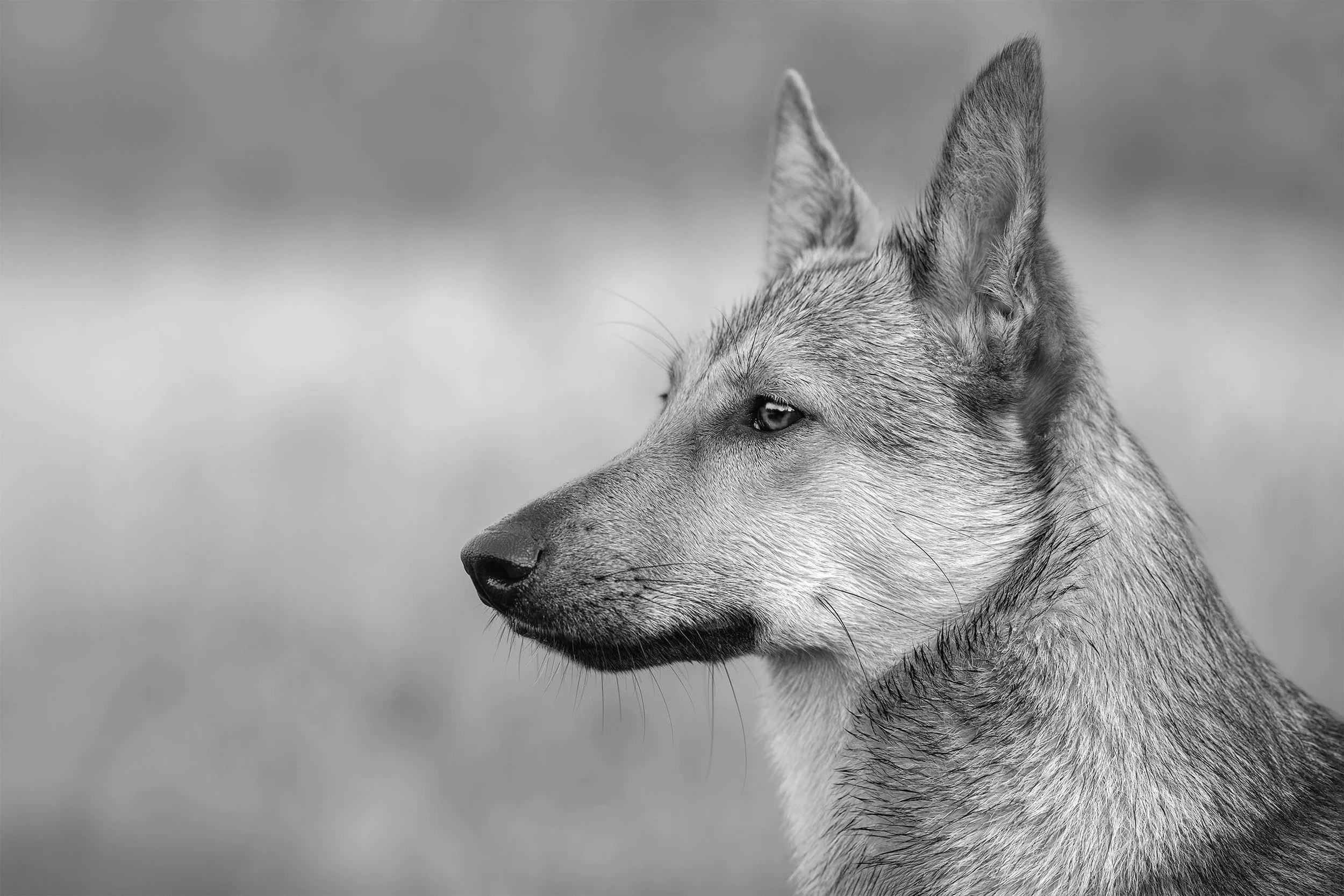 Schwarze und weiße Aufnahme eines Hundes in Seitenansicht mit spitzem Kopf und aufrechter Haltung, blickt nach links, unscharfer Hintergrund.