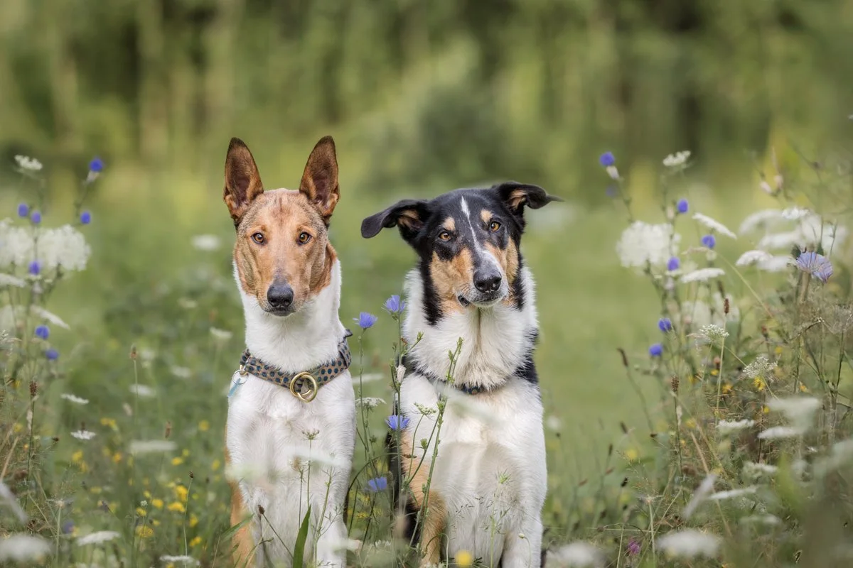 Zwei Hunde sitzen in einer blühenden Wiese mit Wildblumen, im Hintergrund Bäume.