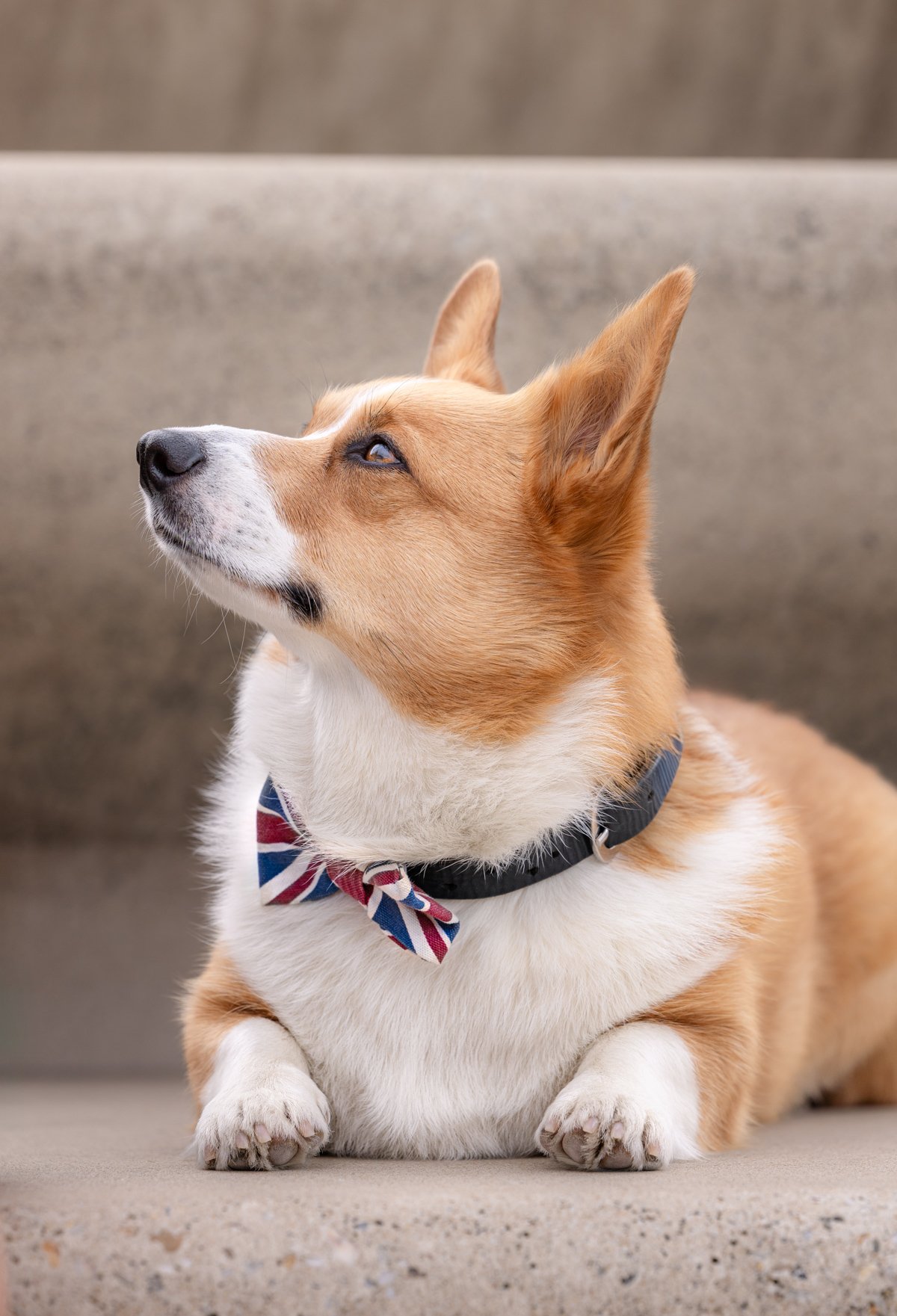 Ein liegender Pembroke Welsh Corgi mit braun-weißer Fellfarbe, trägt ein Halsband und ein Schleifchen, Blick zur Seite auf einer Couch.