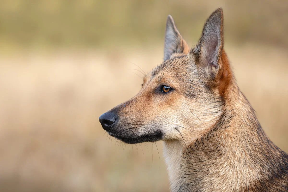 Nahaufnahme eines Hundes mit braunem Fell und spitzen Ohren, blickt zur Seite, unscharfer natürlicher Hintergrund