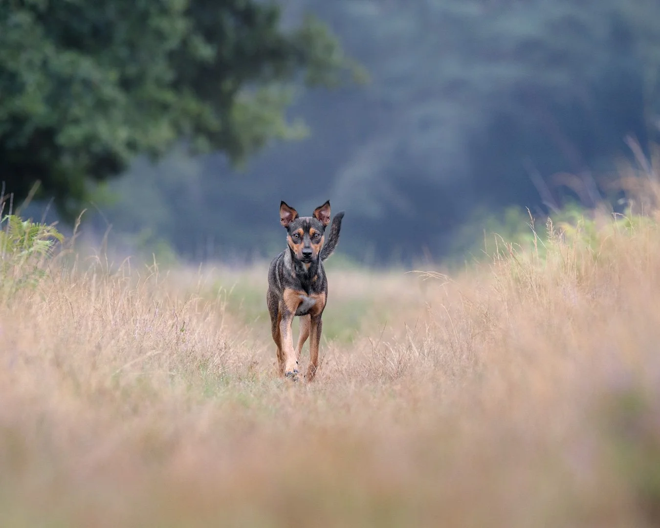 Ein kleiner Hund läuft auf einem Wanderweg durch ein Grasfeld, Bäume im Hintergrund, unscharf