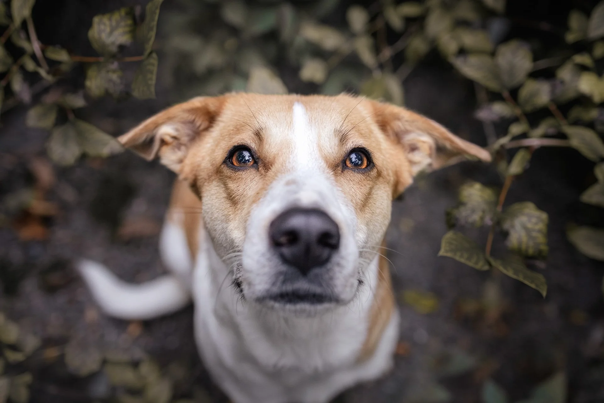 Nahaufnahme eines Hundes, der zwischen Blättern sitzt und direkt in die Kamera schaut.