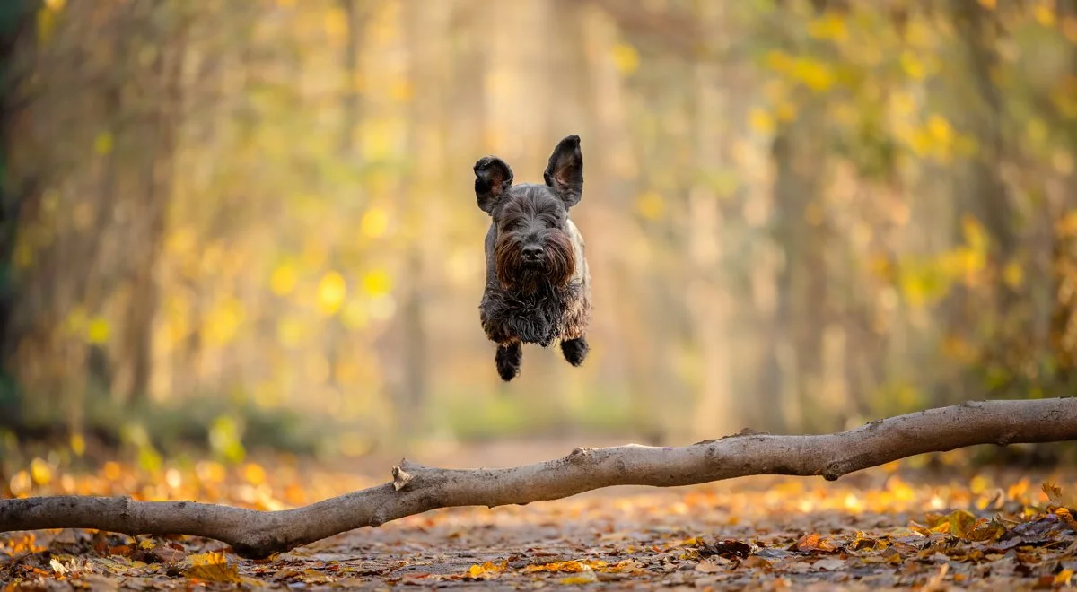 Ein Hund springt über einen Baumstamm in einem Herbstwald mit herabfallenden Blättern.
