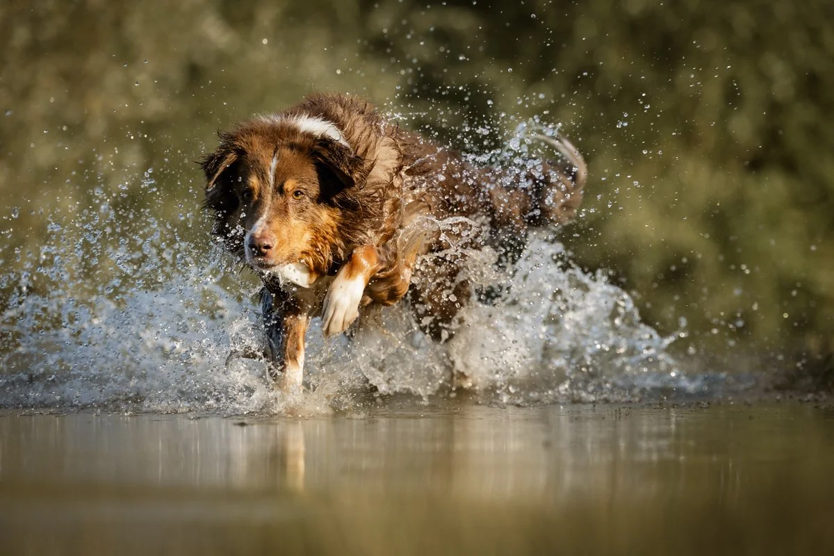Ein brauner Hund läuft durch flaches Wasser und spritzt Wasser auf, während er im Freien herumläuft.