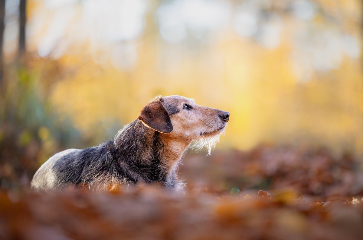 Ein Hund liegt im Laub in einem Wald im Herbst, mit Blick nach rechts.