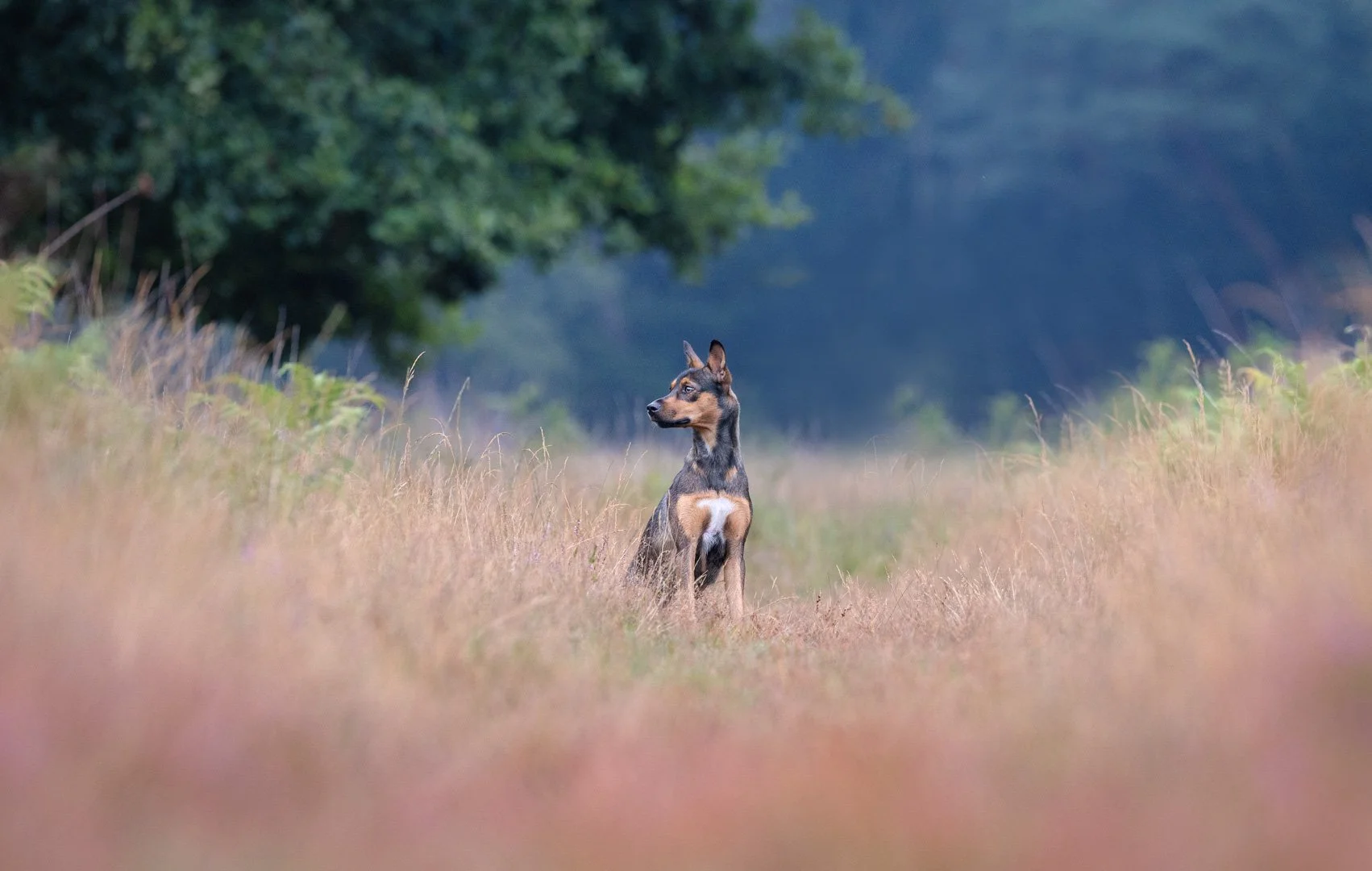 Ein streunender Hund sitzt in einer Wiese mit hohen Gräsern, umgeben von Bäumen im Hintergrund.