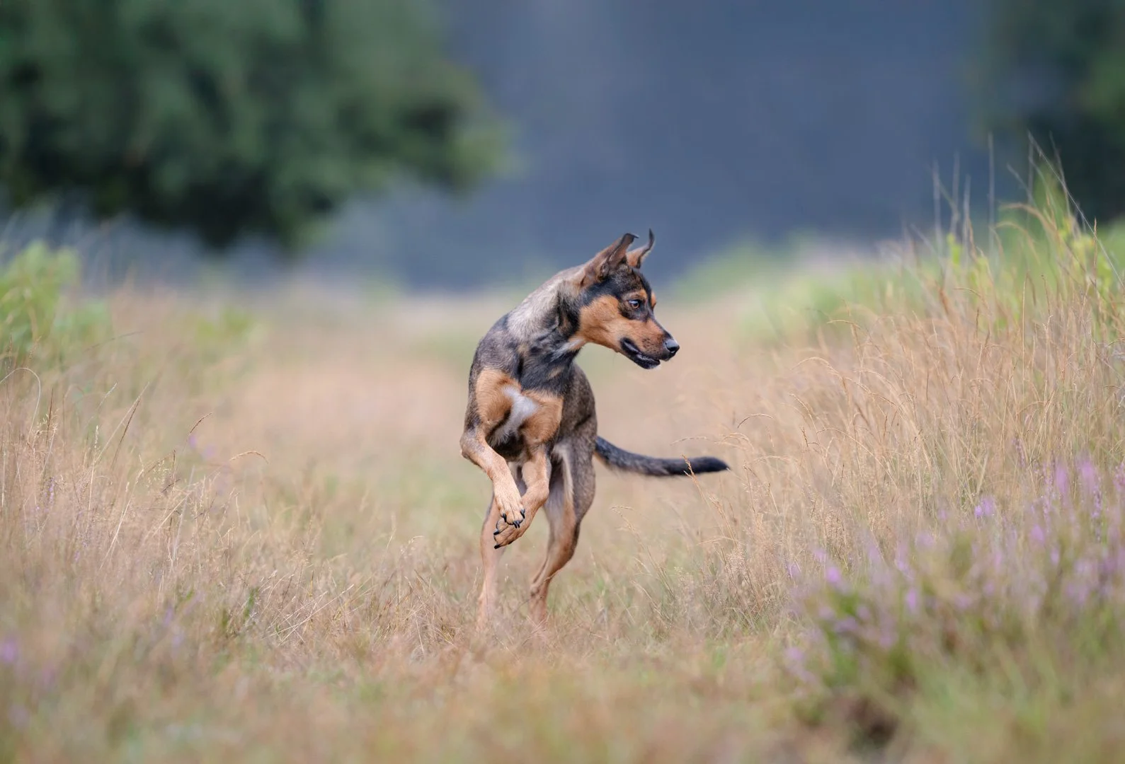 Ein junger Hund läuft durch eine Wiese mit Gräsern und kleinen Lilafarbenen Blumen, im Hintergrund Bäume und leicht bewölkter Himmel.