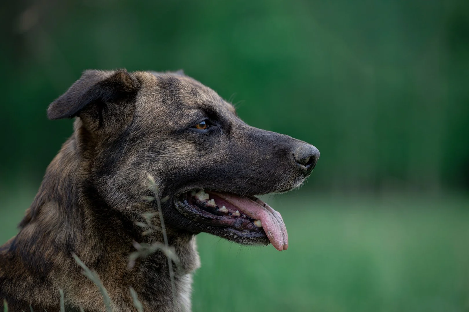 Ein Hund mit braunem und schwarzem Fell blickt nach rechts, mit offenem Mund und herausgestreckter Zunge, vor unscharfem grünen Hintergrund.
