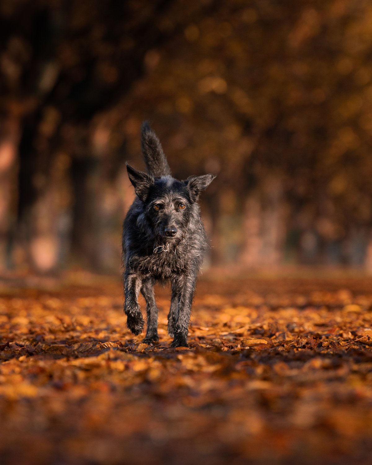 Ein schwarzer Hund läuft durch einen Herbstwald mit bunter Laubbedeckung auf dem Boden, im Hintergrund sind unscharfe Bäume.