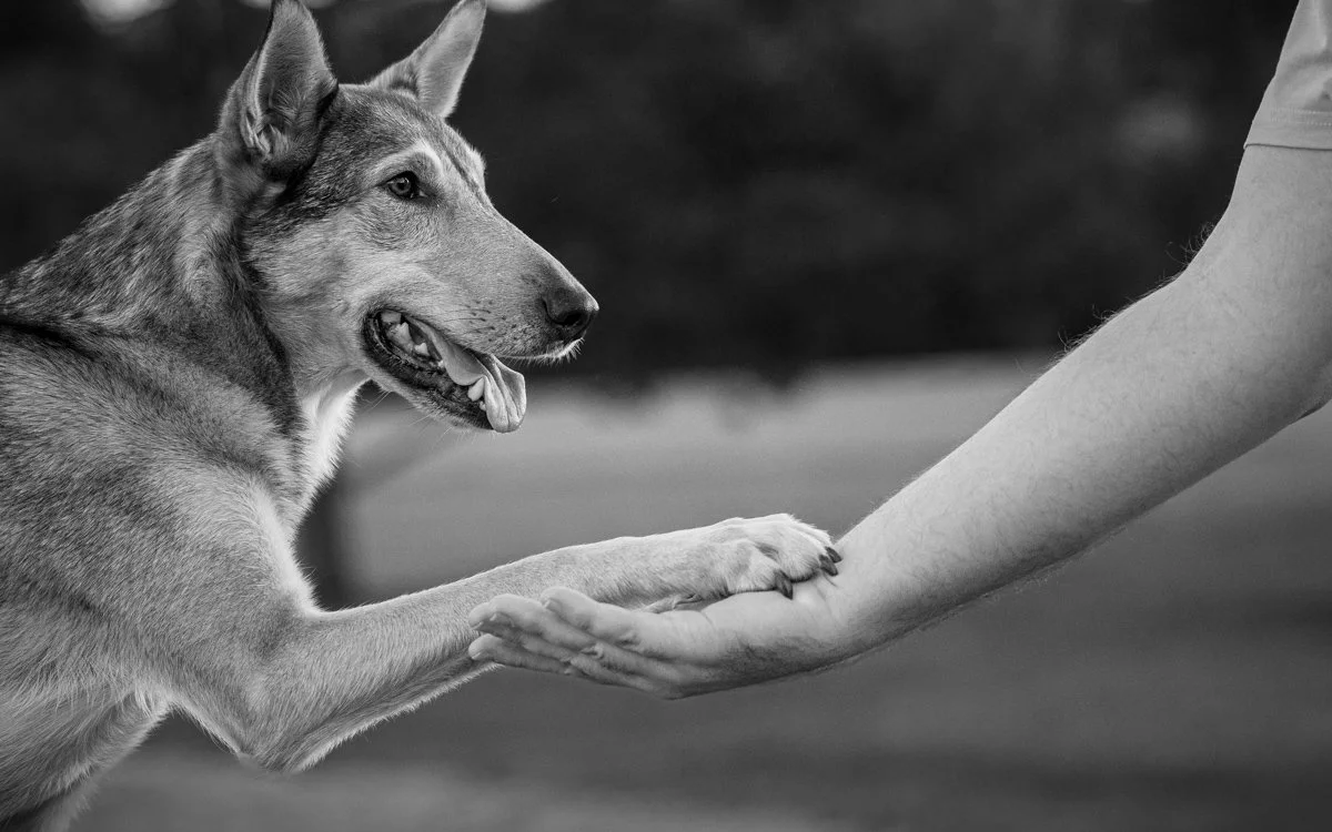 Ein Hund, der mit einem Menschen spielt. Der Hund hat die Vorderpfoten auf den Armen des Menschen, beide schauen sich an, im schwarzen und weißen Foto.
