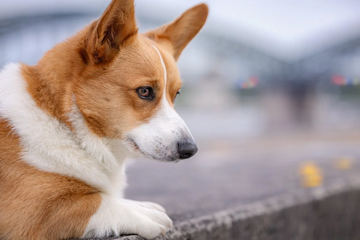 Ein brauner und weißer Hund sitzt auf einer Mauer mit nachdenklichem Blick, im Hintergrund ist eine unscharfe Stadtansicht.