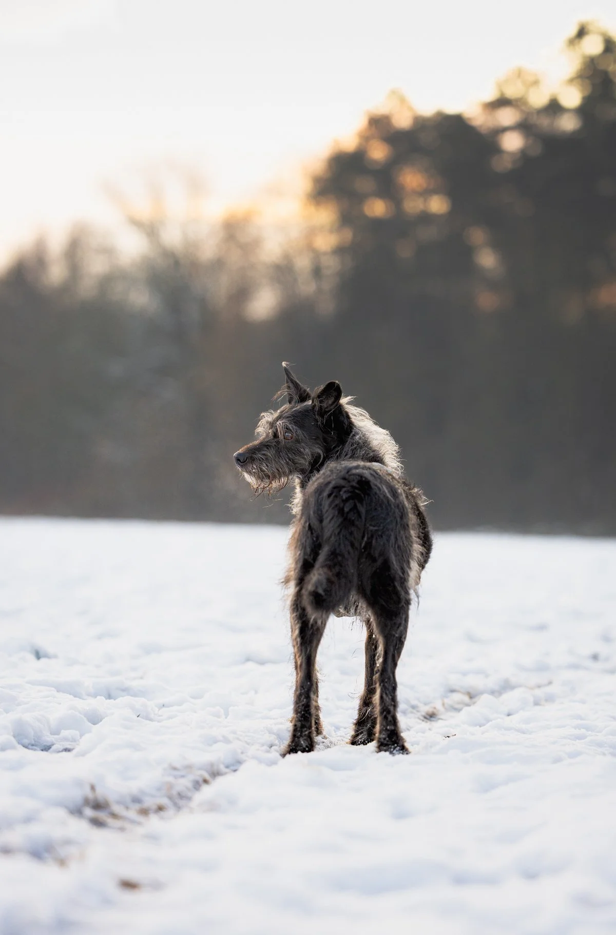 Ein Hund steht im Schnee und blickt seitlich, mit Bäumen im Hintergrund bei Sonnenuntergang.