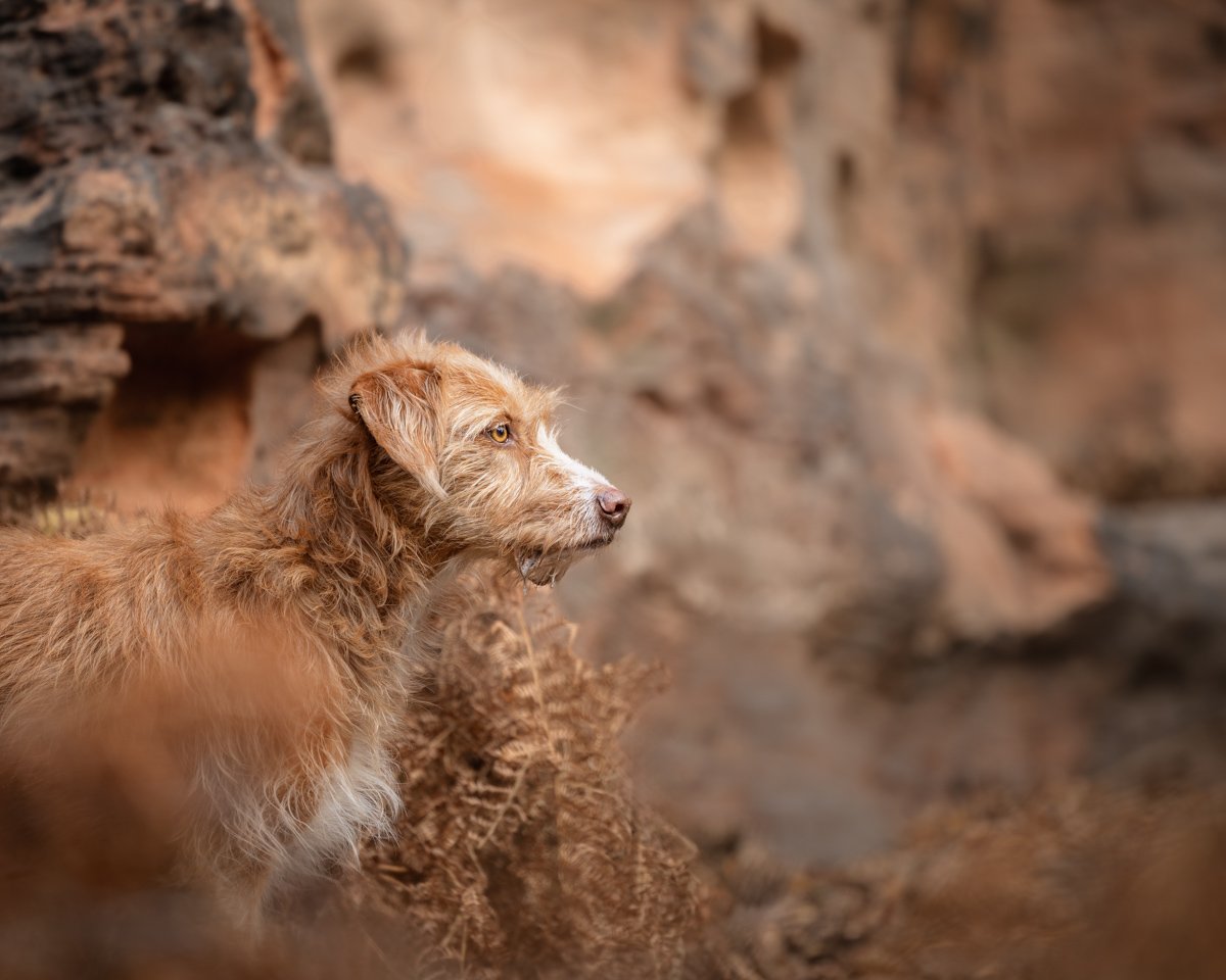 Hund mit braunem Fell blickt nach rechts in einer natürlichen Umgebung mit Felsen.