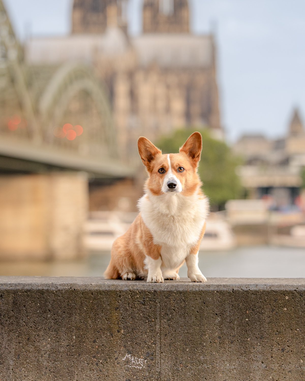 Ein Corgi-Hund sitzt auf einer Mauer in einer städtischen Umgebung mit Brücken und Gebäuden im Hintergrund.