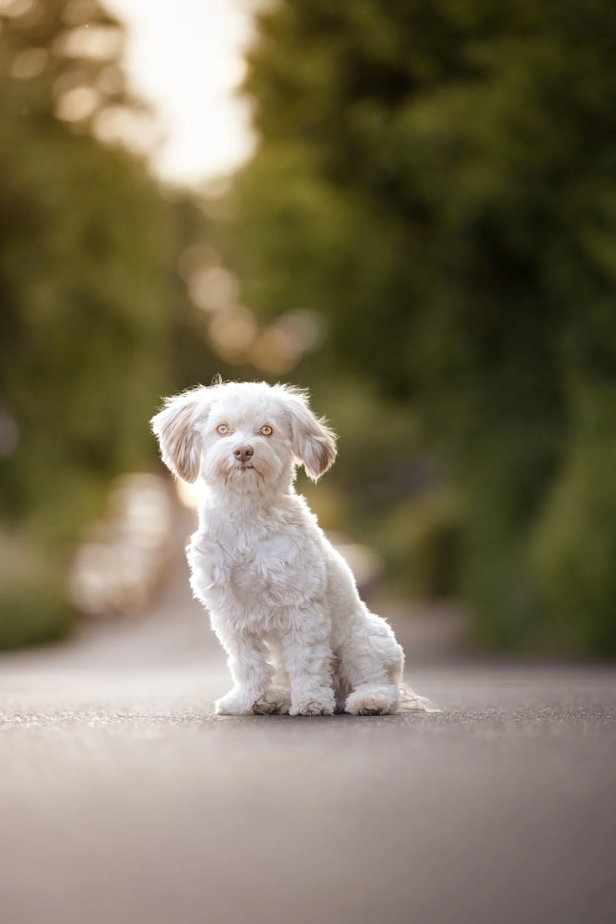 Ein weißer, lockiger Hund sitzt auf einer Straße, umgeben von unscharf grünen Bäumen im Hintergrund, bei Sonnenuntergang.