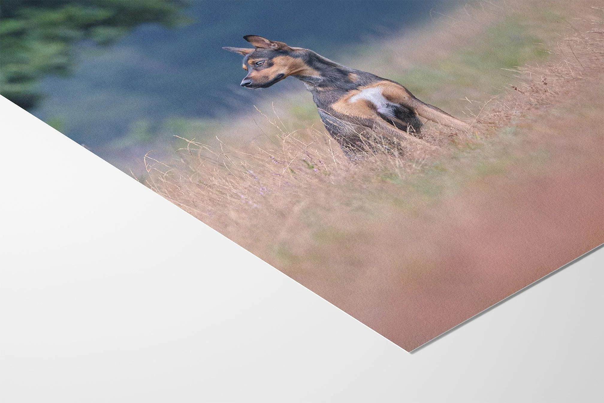 Hund sitzt in der Solinger Heide, umgeben von hohem Sträuchern. Der Hintergrund ist harmonisch warm blau und passt gut zu dem beigen Gras.