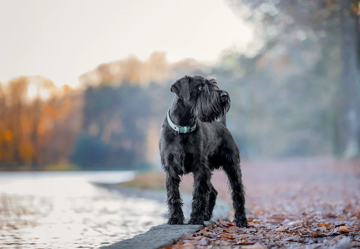 Schwarzhaariger Hund, wahrscheinlich ein Schnauzer, steht am Ufer eines Flusses im Herbst, umgeben von fallenden Blättern und Bäumen mit buntem Herbstlaub im Hintergrund.
