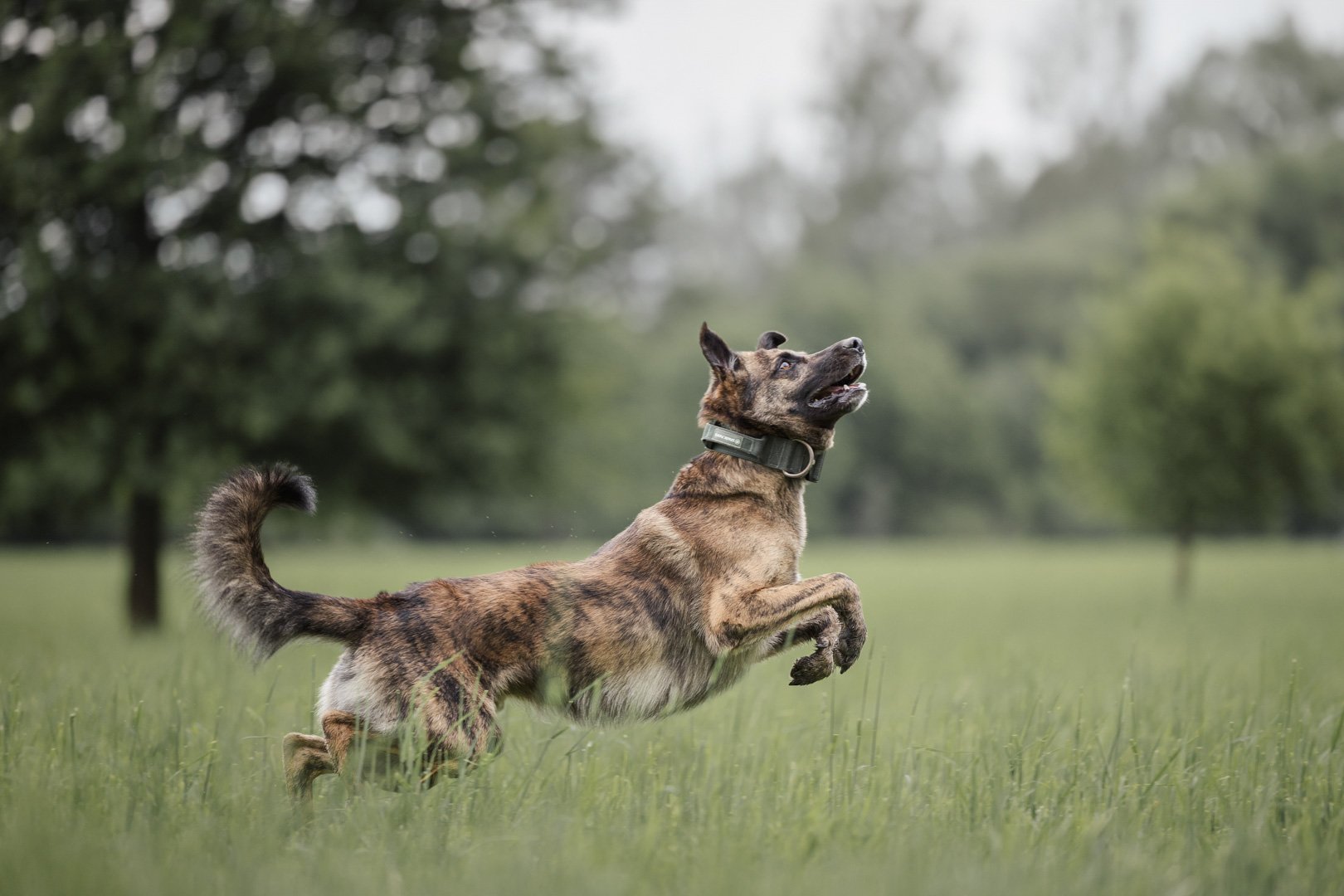 Ein Hund läuft in einem grünen Park unter Bäumen, Blick nach oben gerichtet.