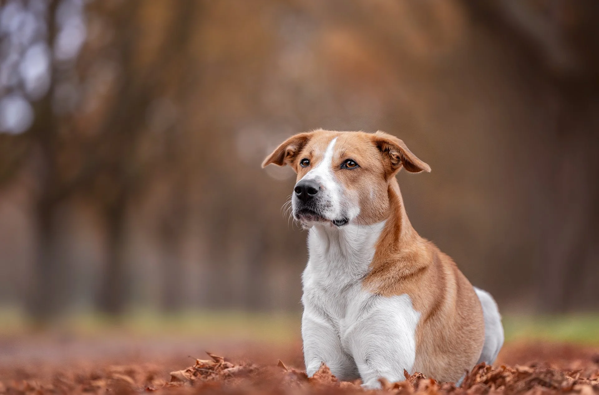 Ein brauner und weißer Hund liegt im Herbstlaub in einem Wald, Hintergrund unscharf mit Bäumen