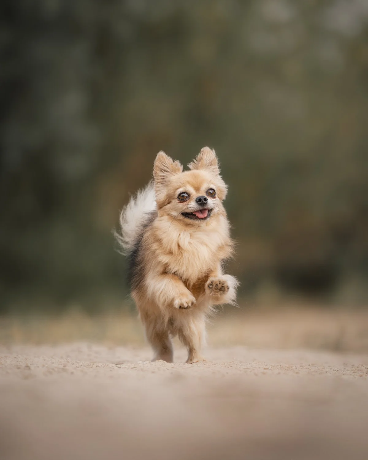 Kleiner Hund läuft fröhlich auf einer Wiese im Freien, mit unscharfem Hintergrund.