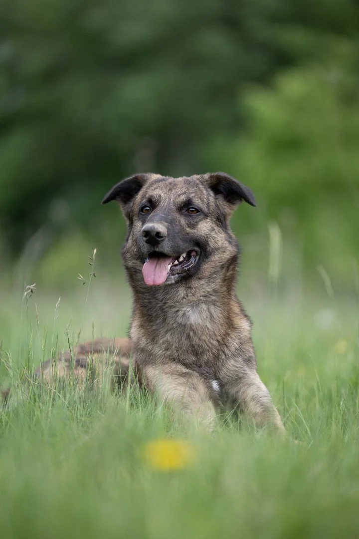 Ein brauner Hund mit schwarzer Maske liegt im grünen Gras in einer natürlichen Umgebung, Blick nach vorne, Zunge heraus.
