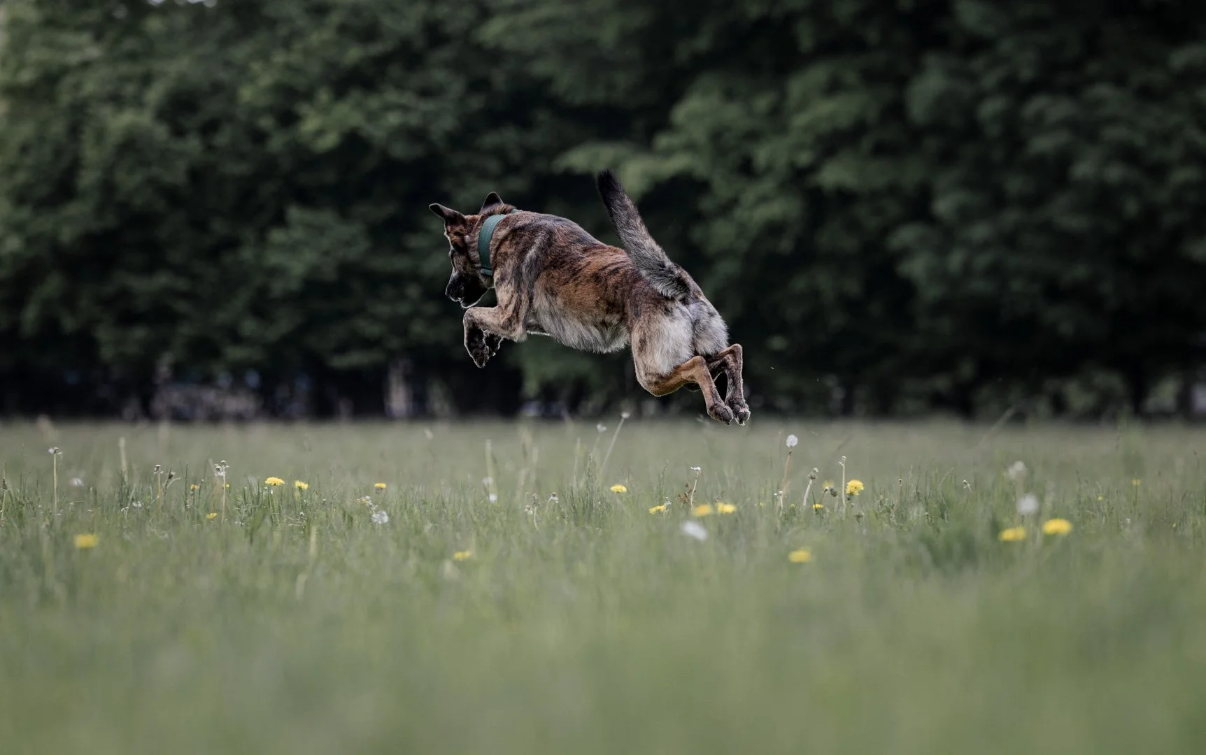 Ein Hund springt hoch im Feld mit kleinen gelben und weißen Blümchen, im Hintergrund ein Wald.