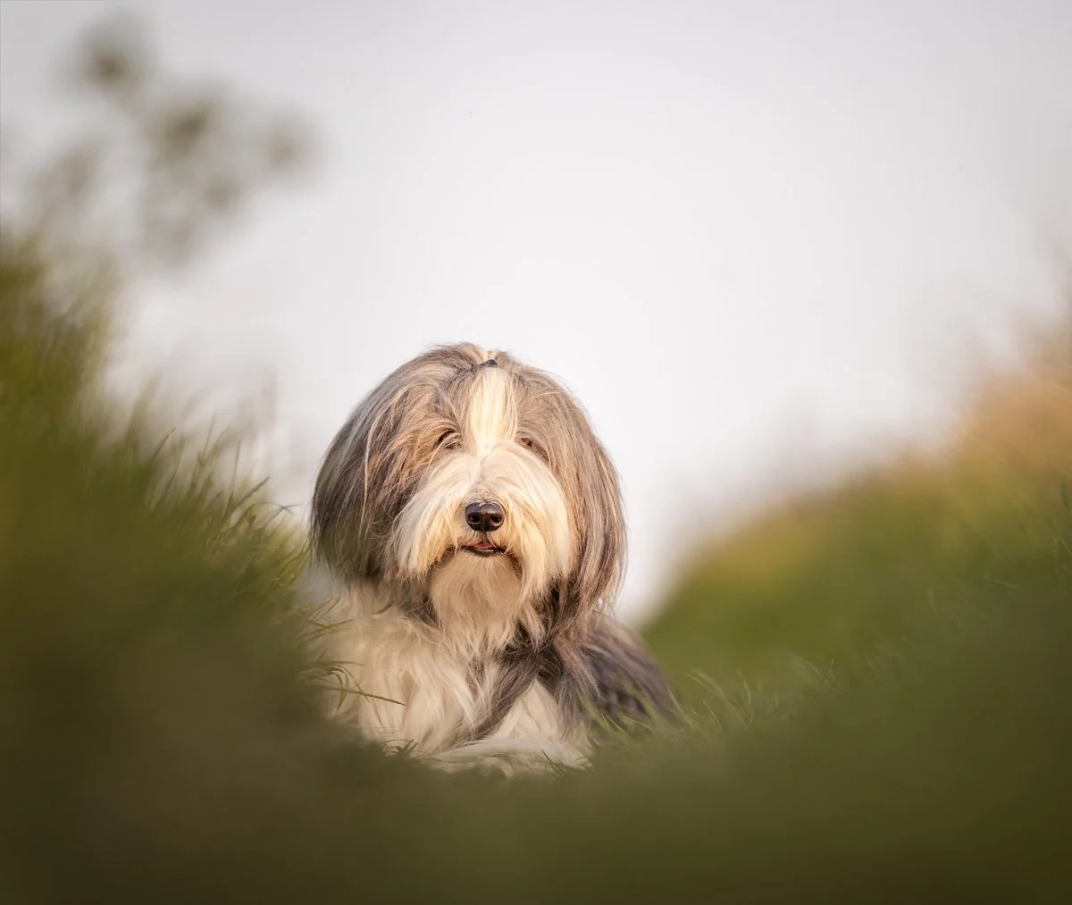 Ein Hund mit langem, flauschigem Fell liegt im Freien, umgeben von grünen Pflanzen, Blick nach vorne gerichtet, helles, leicht bewölktes Himmel im Hintergrund.