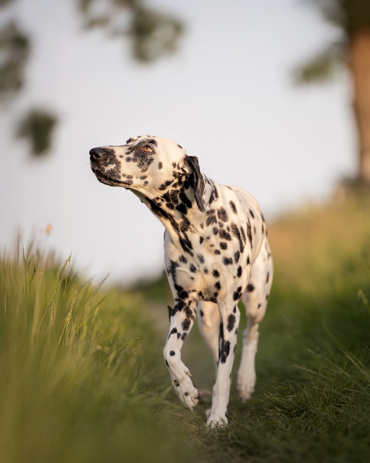 Ein Dalmatiner läuft im Grünen, im Hintergrund ist der Himmel sichtbar.