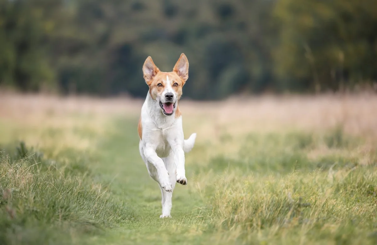 Ein Hund läuft auf einem Weg durch eine grüne Wiesenlandschaft im Freien.