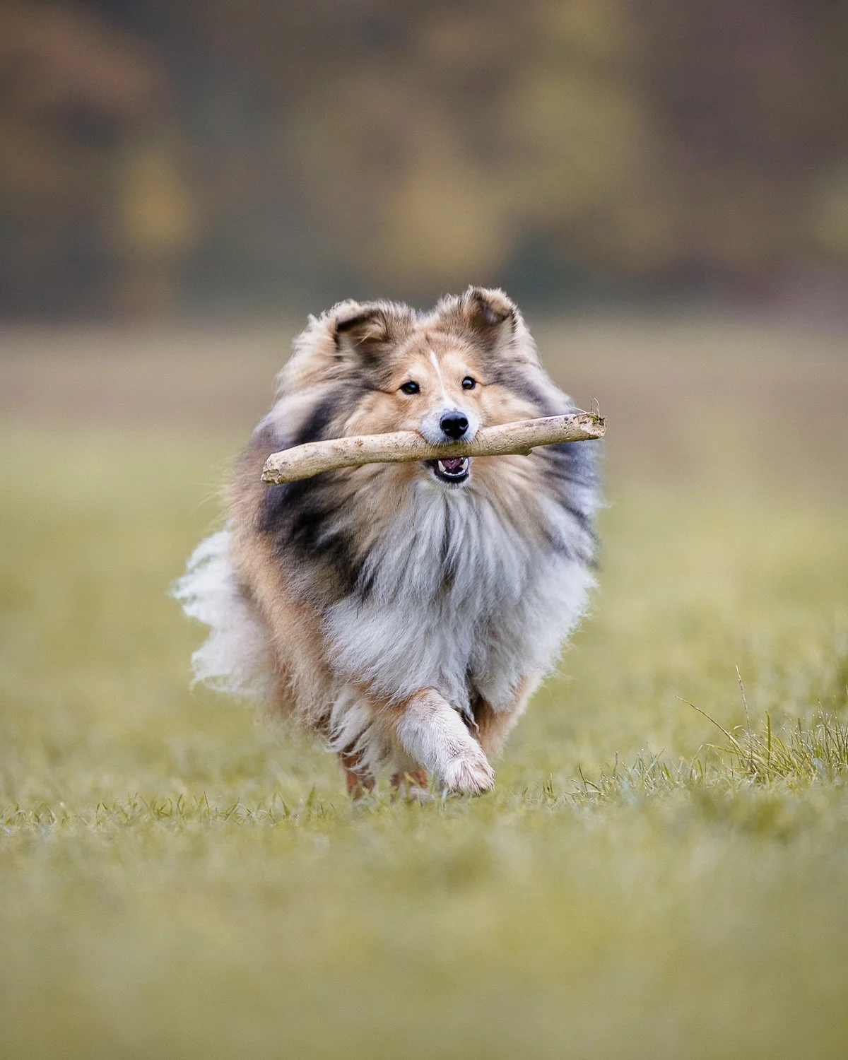 Ein Hund, wahrscheinlich ein Shetland Sheepdog, läuft über eine grüne Wiese mit einem Stock im Maul.