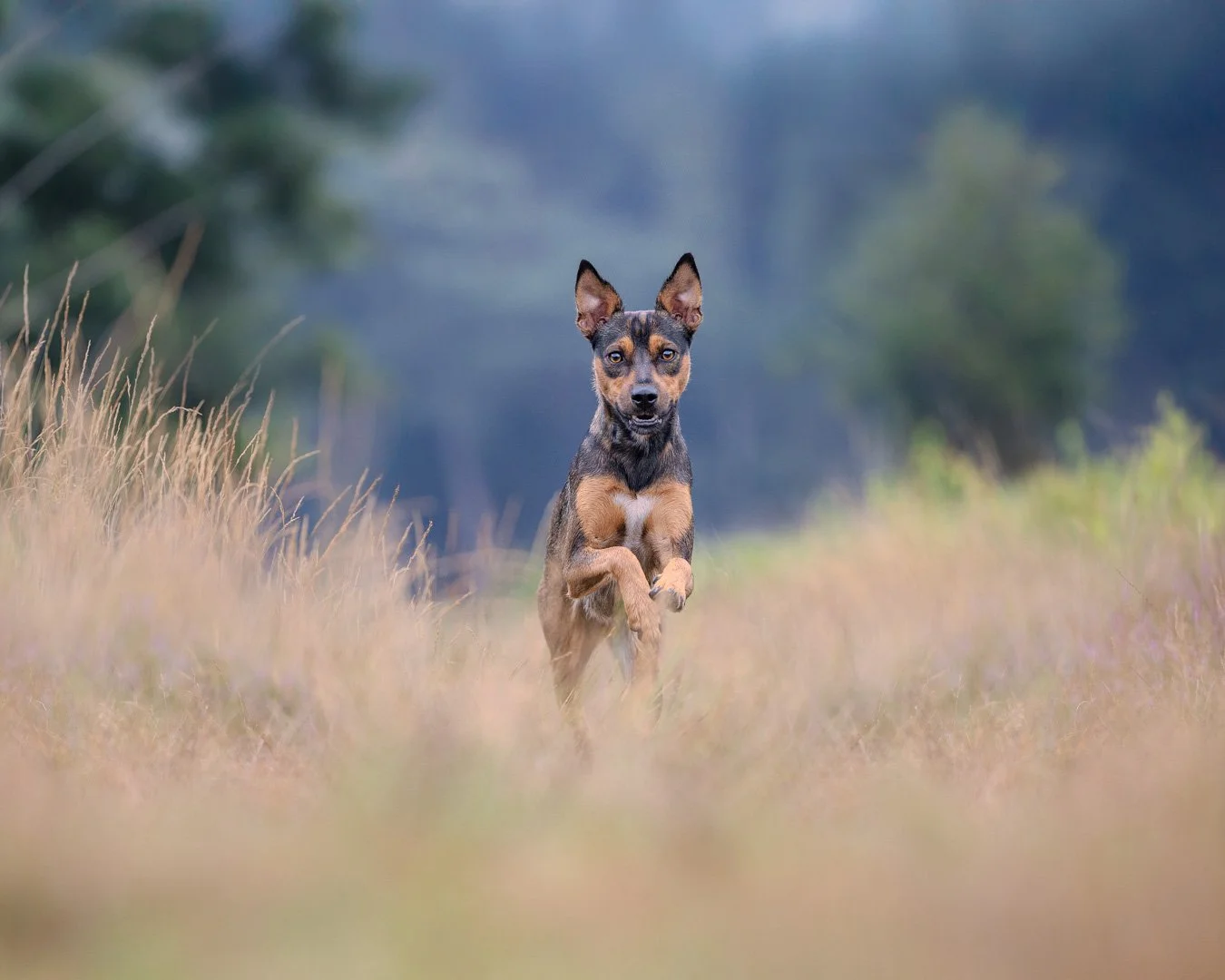 Ein Hund läuft durch eine Wiese mit hohen Gräsern, im Hintergrund sind Bäume und ein Blauton-Himmel sichtbar.